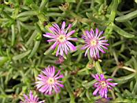 Delosperma pruinosum (fam Aizoacees) (Afr. du sud) (2) (Photo F. Mrugala)